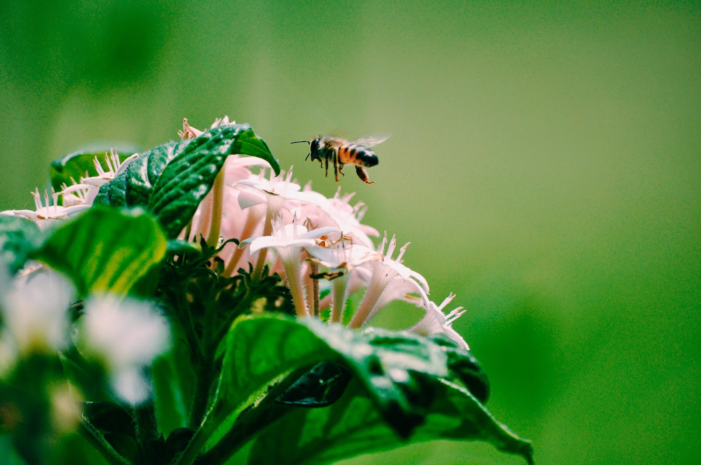 Apicoltura e biodiversità