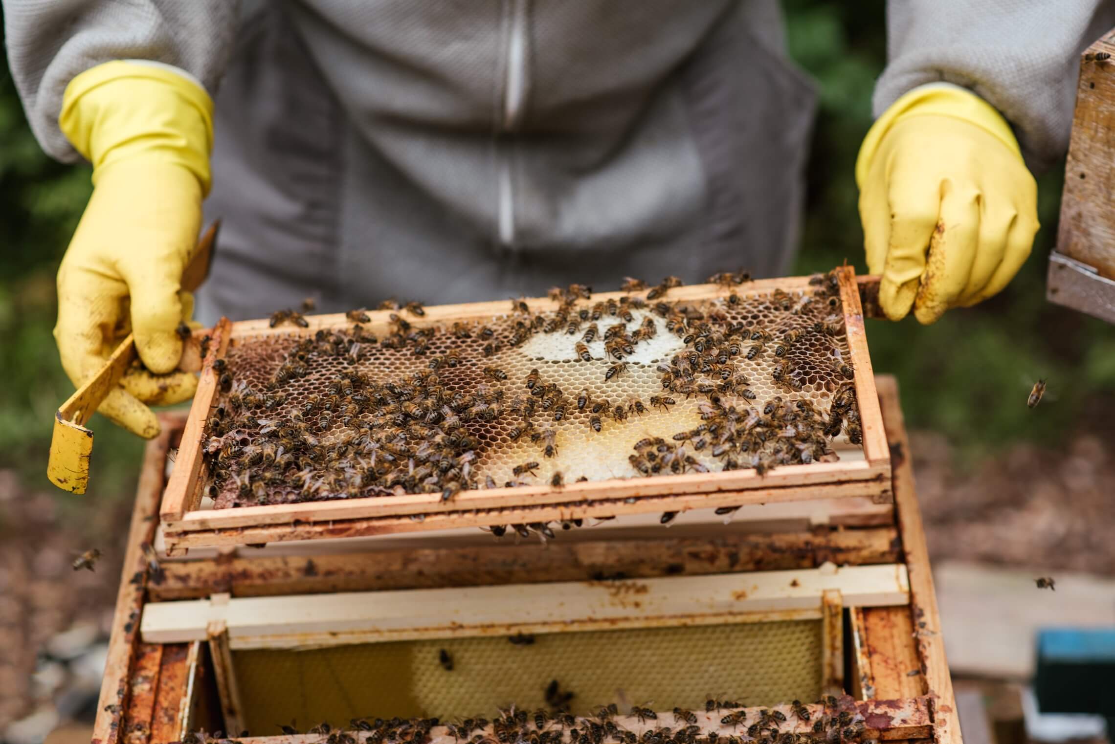 Cera d’api: come viene prodotta e per cosa può essere usata