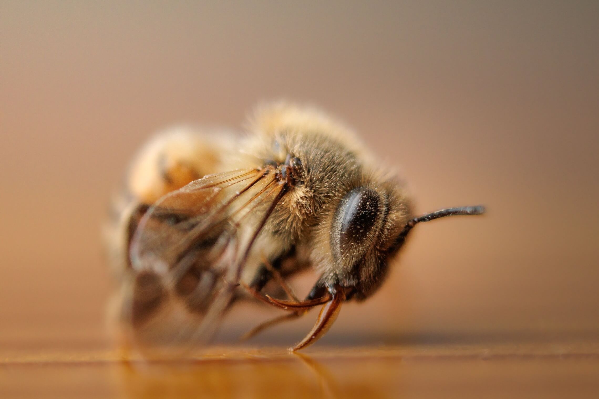 Come vedono le api