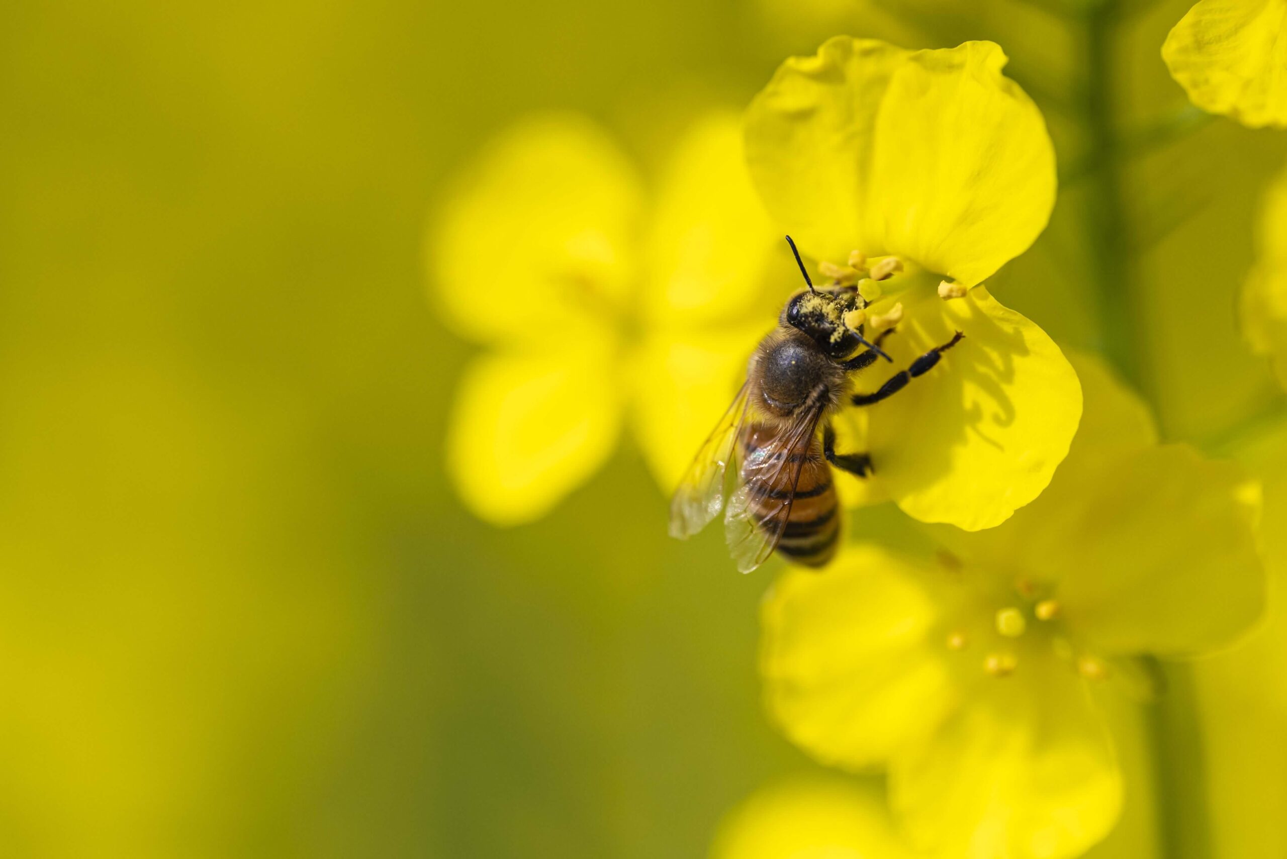 Quali fiori piantare per aiutare le api? Una guida per balconi e giardini